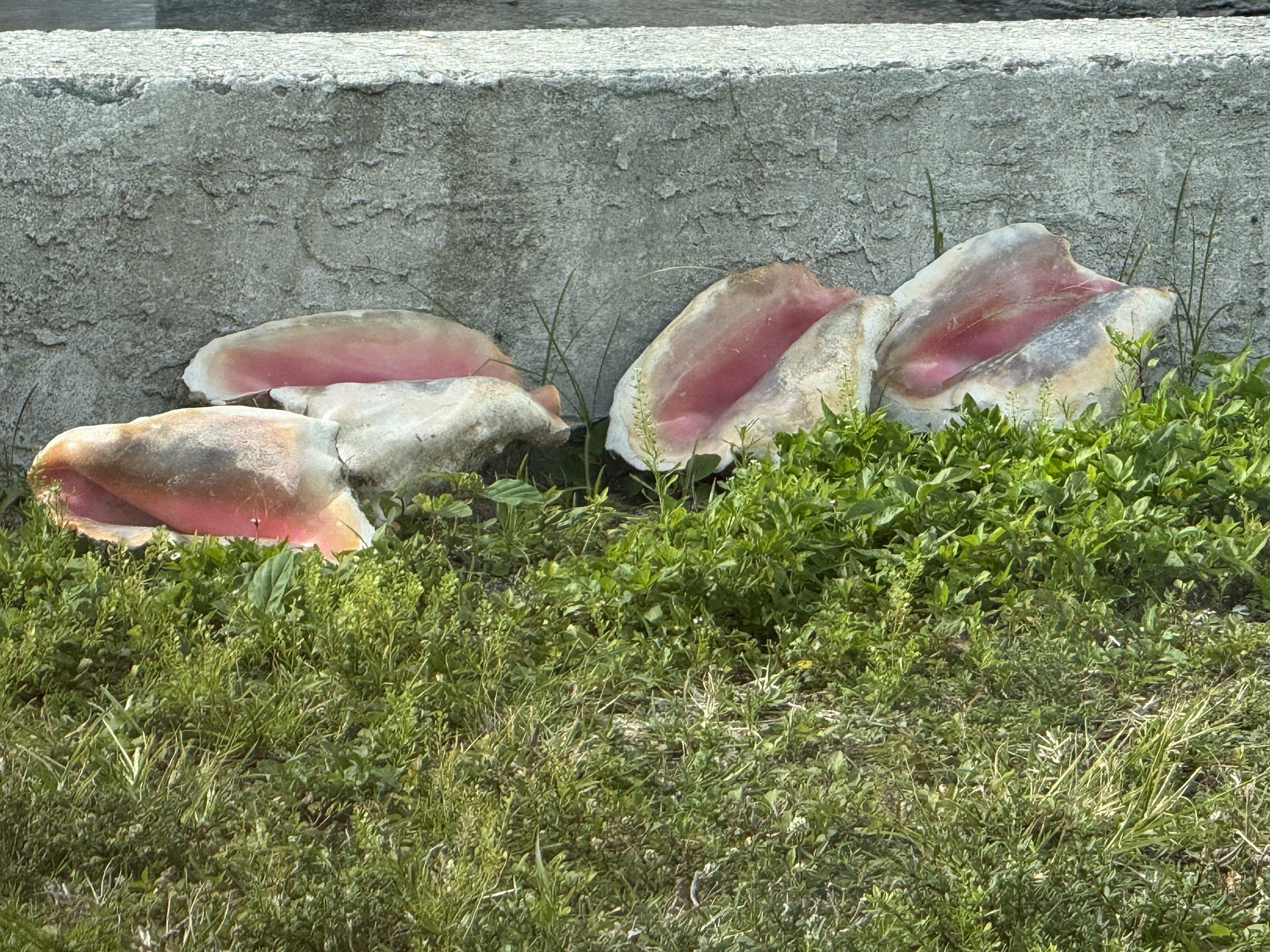 Conch shells on the ground