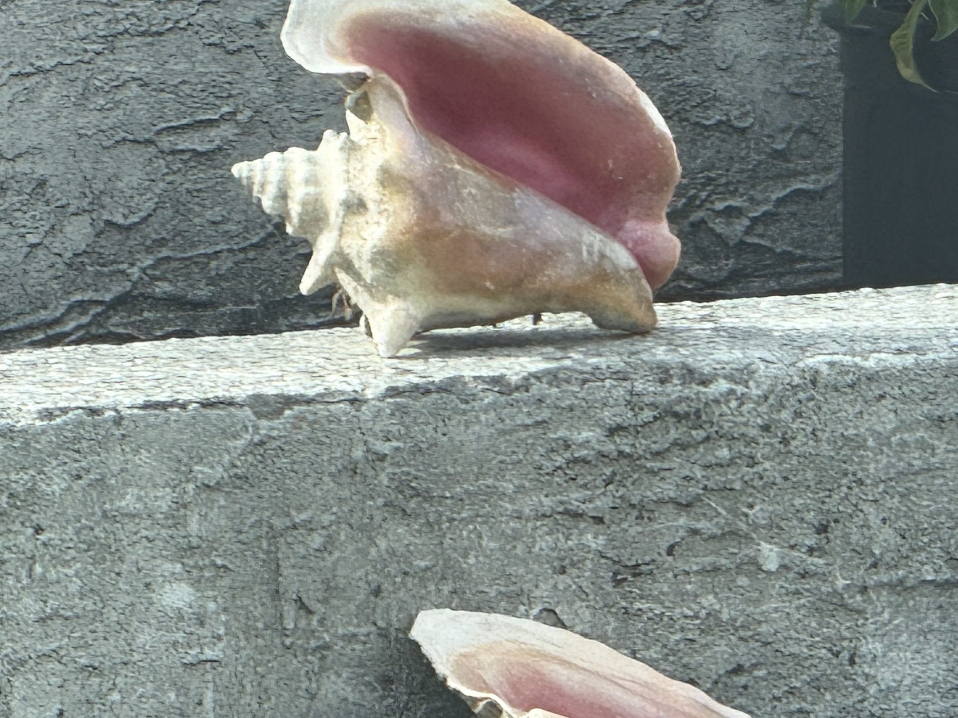 Giant conch shell display